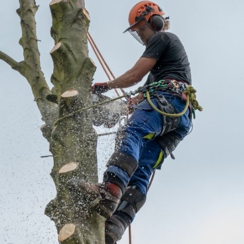 This is a photo of Tree crown reduction in derby. this was done by Tree Surgeons Derby