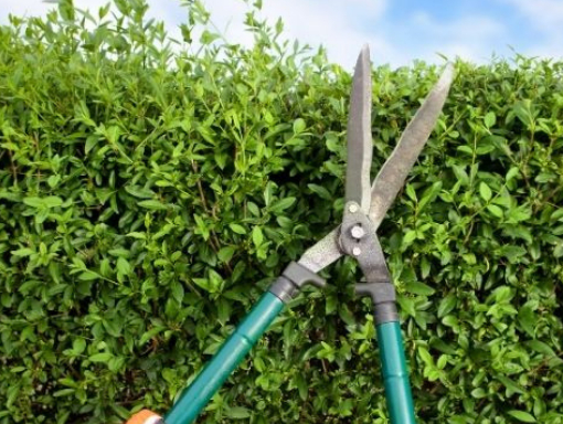 This is a photo of Hedge cutting in derby. this was done by Tree Surgeons Derby