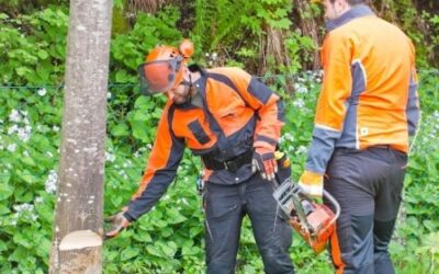 5 Common Tree Issues to Watch Out for Before Calling a Tree Surgeon in Derby