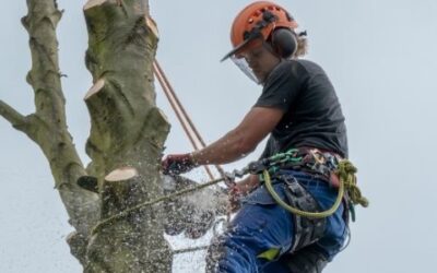 Risk vs. Reward: Understanding the Dangers of DIY Tree Surgery in Derby 